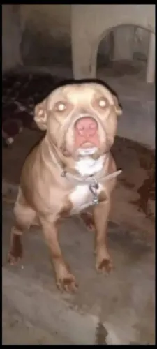 Pitbull 