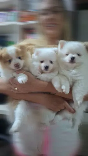 Vendo lulus da pomerania, Spitz alemao