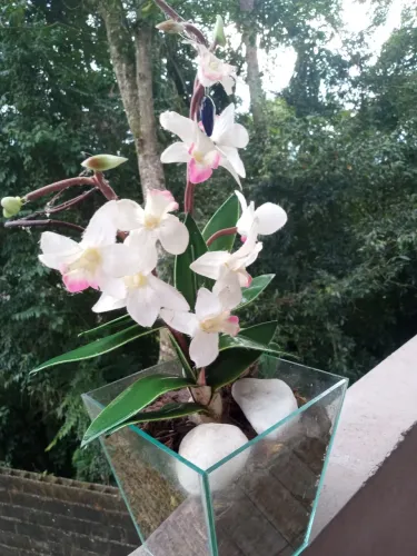 IMPERDÍVEL