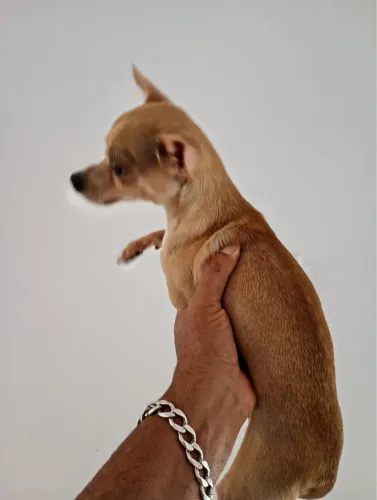 Vende-se um casal de pinscher numero 1, com 1 ano 