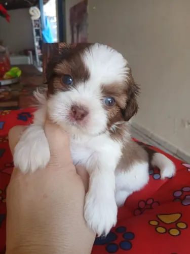 Shitzu machinho olhos azuis lindíssimo