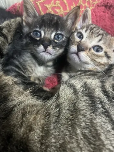 Doação gatinha