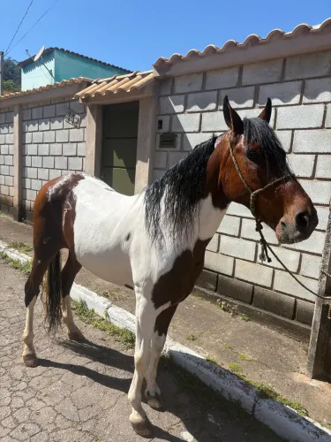 Cavalo marcha batida