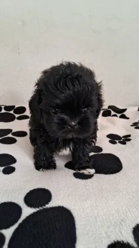 Lindo shih tzu Macho black