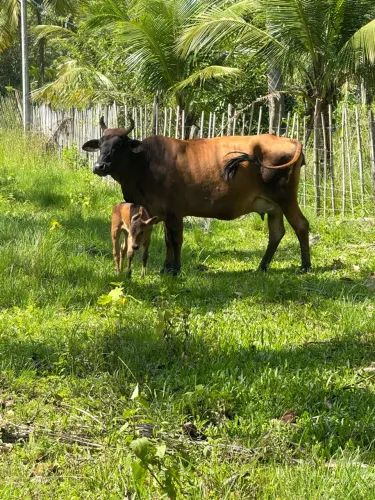 Vaca com Bezerra