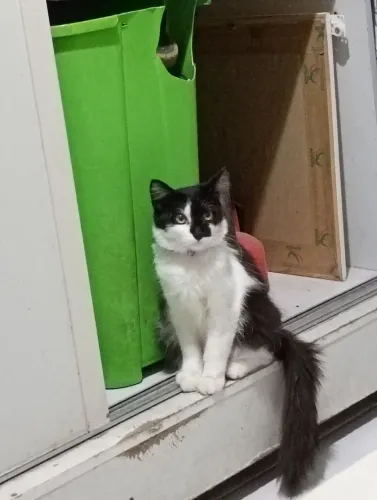 Doação gatinha 
