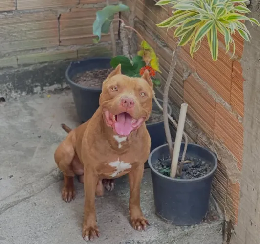 Pit Bull red nose