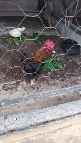 Precisa-se de trabalhador rural