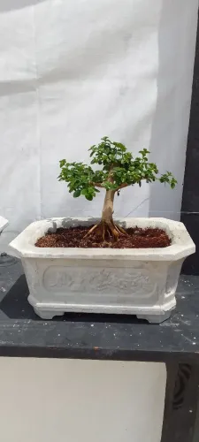 Bonsai