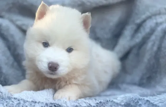 Filhotes de Husky Siberiano | Energia que contagia.