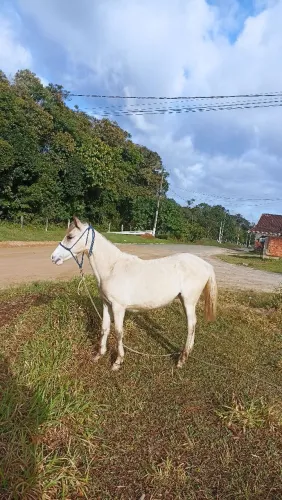 Potra crioula!!