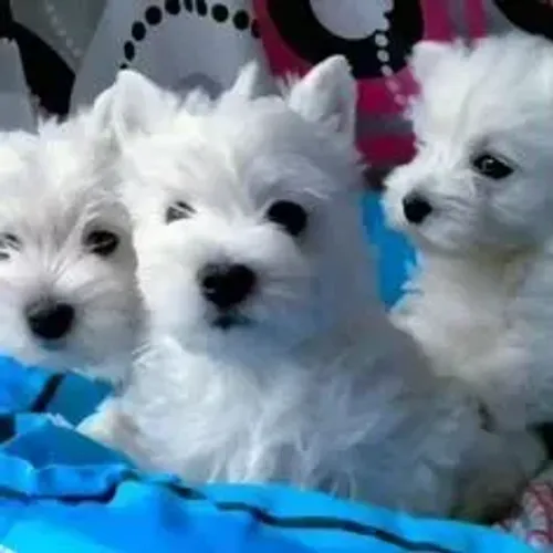 West Terrier Filhote Muito Fofo Disponível