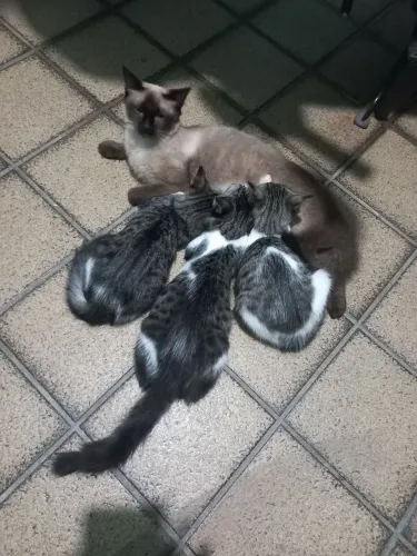 Caça-rato com amor verdadeiro