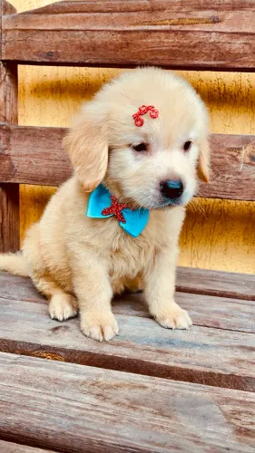 Golden retriever Macho filhote 50 dias pedigree opcional 