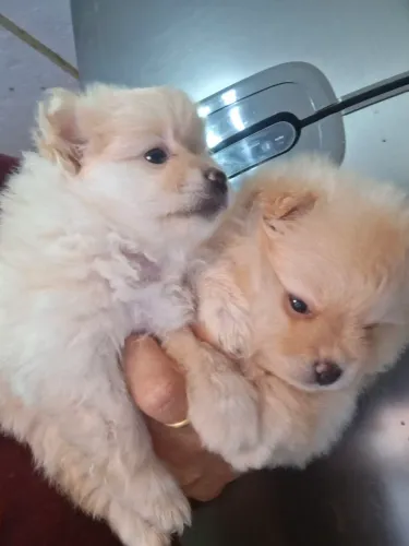 Vendo Spitz Alemão fêmea 3.000 mil 2.500 macho