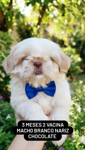 Shih tzu