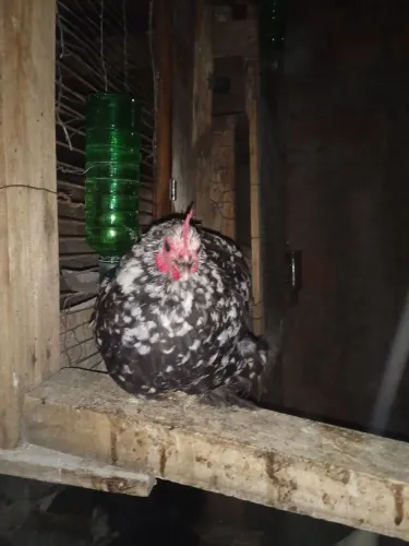 Galinha