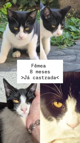 Gata - Adoção