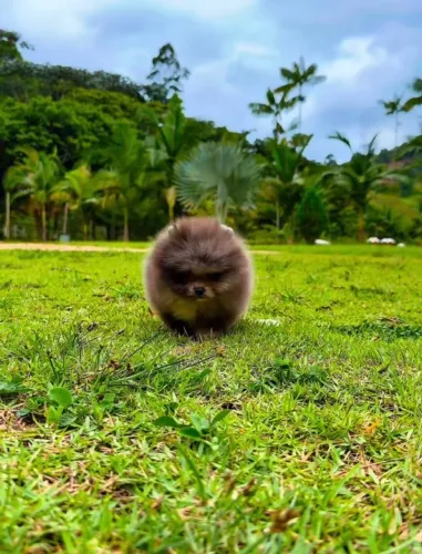 Um pet cheio de charme e amor para fazer parte da sua vida: o Spitz alemão.