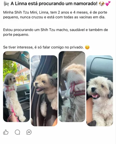 Shitszu