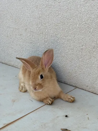 Vendo Coelhos Filhotes