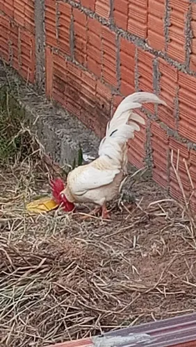 Casal galo e galinha com 3 pintinhos