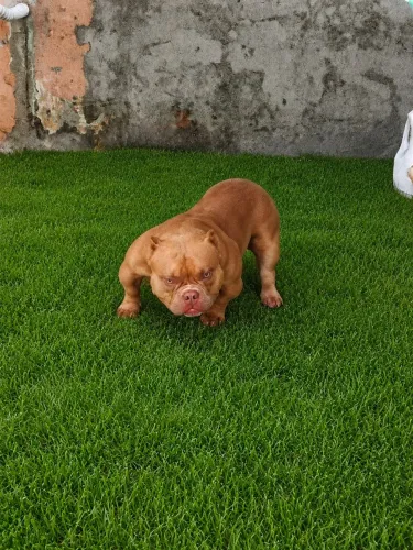 NANO EXOTIC BULLY (COBERTURA) 3 Disponíveis 