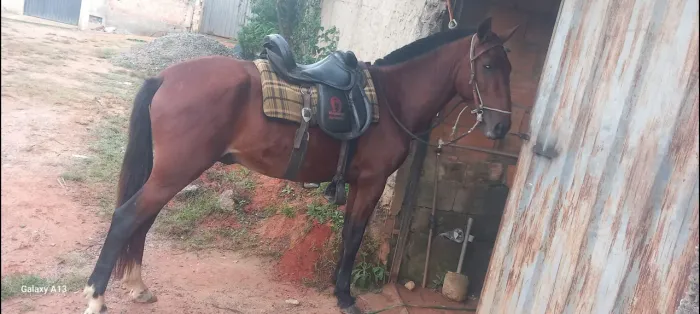 Cavalo inteiro