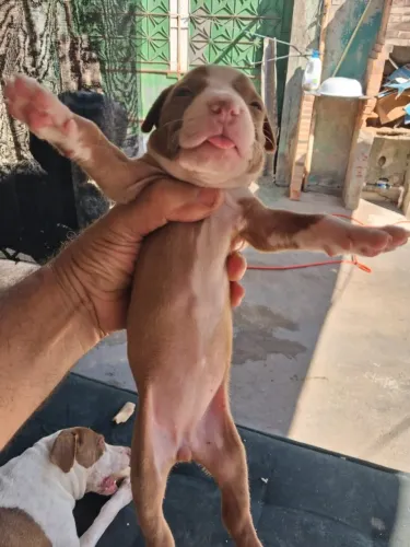 VENDO FILHOTE DE PITBULL 1 MES ( PAIS NO LOCAL DA RETIRADA )