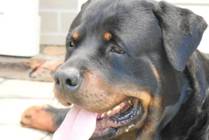 Rottweiler Filhotes especiais 