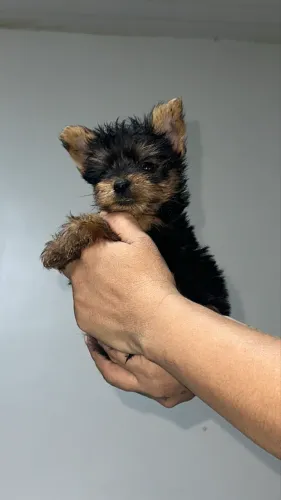 Yorkshire terrier