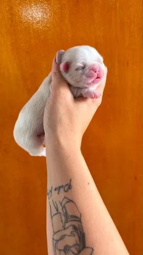Shihtzu