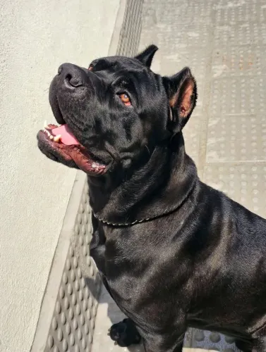 CANE CORSO MACHO COBERTURA