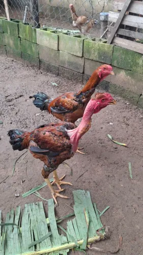 Frangos e frangas  índio gigante 