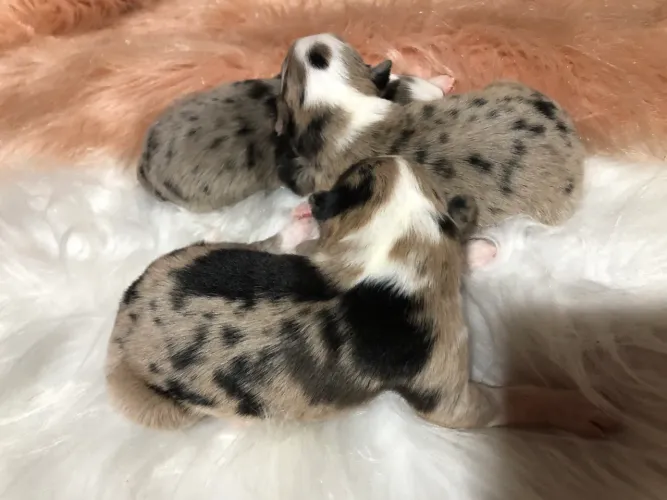 Filhotes border collie ?