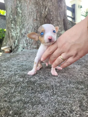 Pinscher