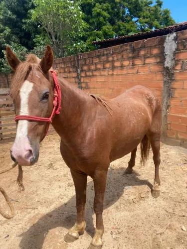 Porda QM vender ou trocar