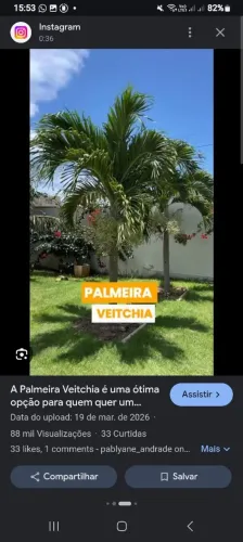 Palmeiras Ornamentais