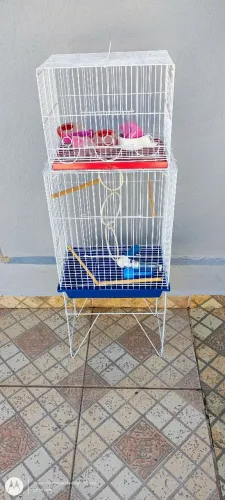 Gaiolas (Viveiro Periquito e Gaiola Canário)