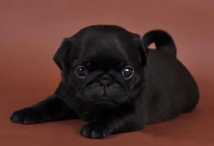Filhote de Pug o companheiro engraçado que faz todo mundo sorrir