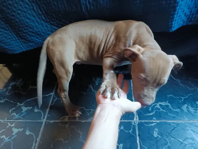 FILHOTE DE PITBULL COM PITMONSTER 