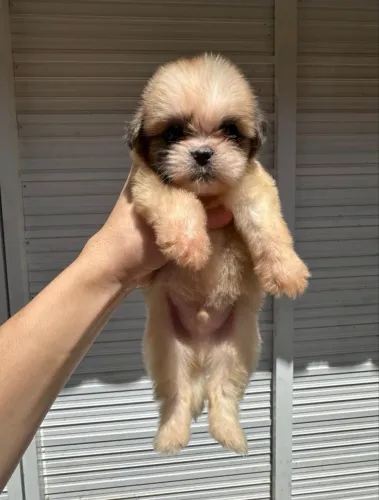 Shitzu 