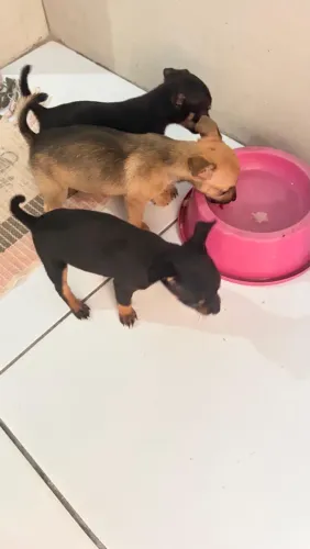 Cachorro da raça chihuahua