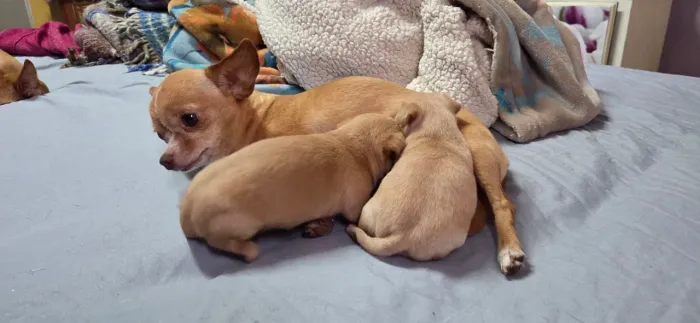 Filhote de chihuahua