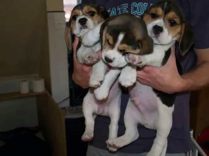 Filhotes De Beagle - O Amigo Mais Fiel Que Você Pode Ter Está Aqui