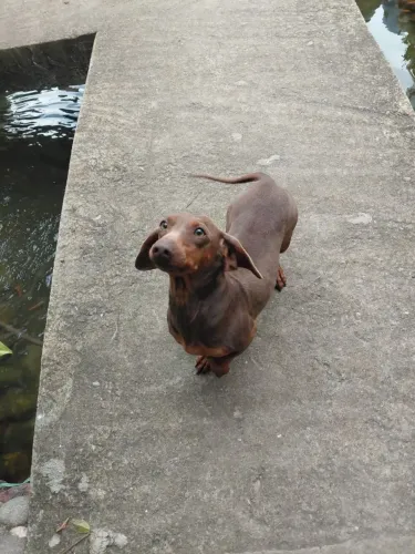 Basset macho