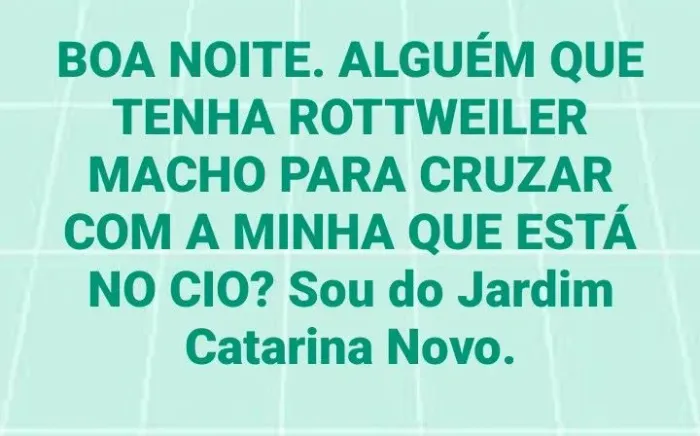 Rottweiler fêmea