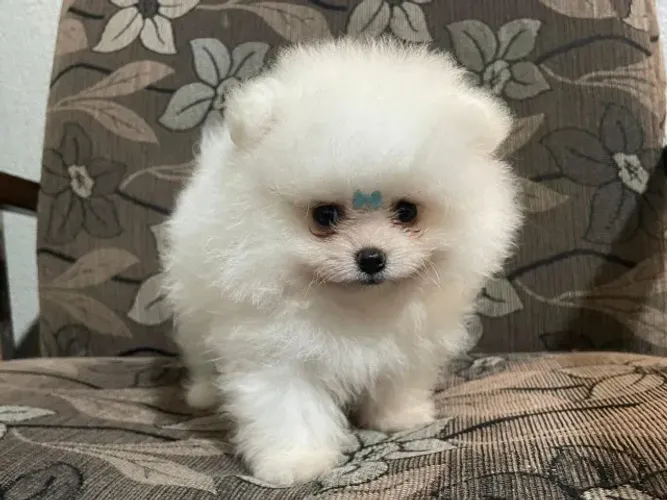 Filhotes Spitz Alemao Ursinho Linhagem Nobre Com Pedigree
