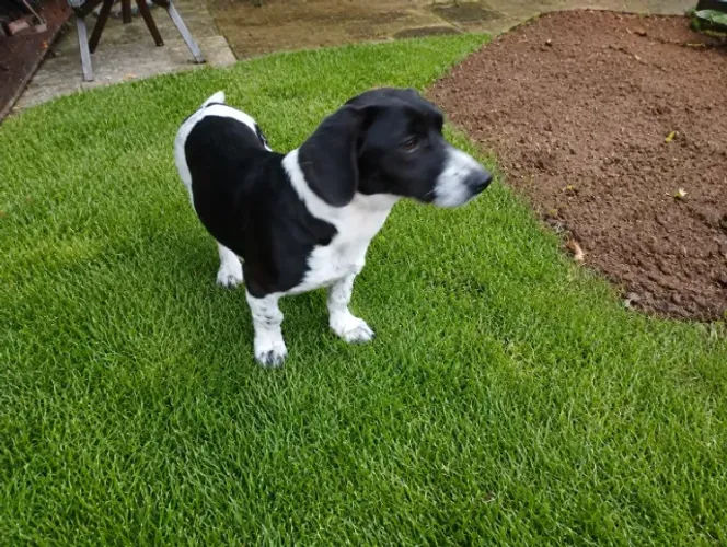 Doa-se cachorrinho lindo
