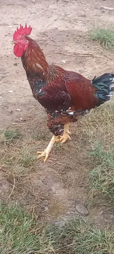 OVOS GALINHA GSB